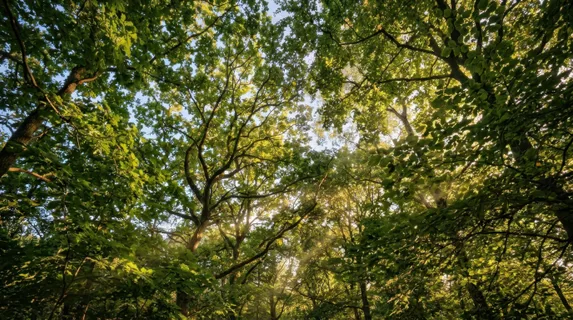 Dense green tree canopy viewed from below, sunlight filtering through layered leaves in dappled patterns, intricate branch networks creating natural geometric shapes,
