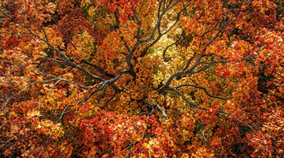 Surreal bird's-eye view of a sprawling maple tree canopy from directly above, vibrant autumn foliage in reds oranges and golds creating organic mosaic patterns, curved