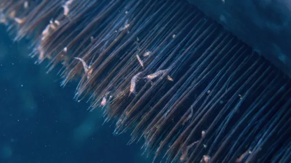 Blue whale baleen plate detail, keratin fringes filtering krill from seawater, parallel fringe alignment at macro scale, largest animal's smallest food-capture mechanism visible in one frame,