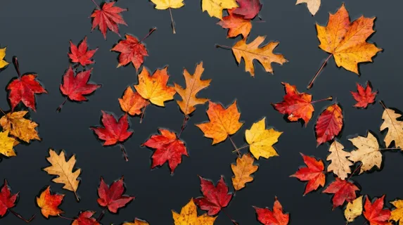 Aerial macro of autumn leaves floating on perfectly still dark water surface, vivid scarlet and saffron leaves arranged in an organic scatter pattern, each leaf casting a
