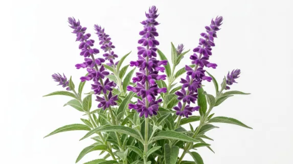 Mexican bush sage with velvety purple flower spikes and soft green leaves, frontal isolated high-resolution botanical arrangement, vibrant and graceful, ultra-realistic, no logos.