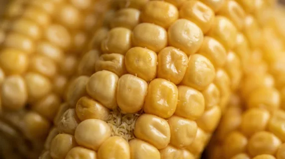 A macro photo of corn kernels in warm yellow tones, rich natural pattern, soft light and wholesome organic texture, ultra-realistic, no logos.