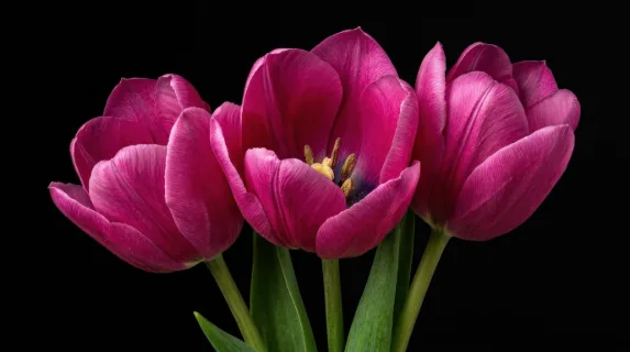 A close-up cluster of three magenta-pink tulips against a solid black background, velvety petals, green stems and rich floral drama, ultra-realistic, no logos.