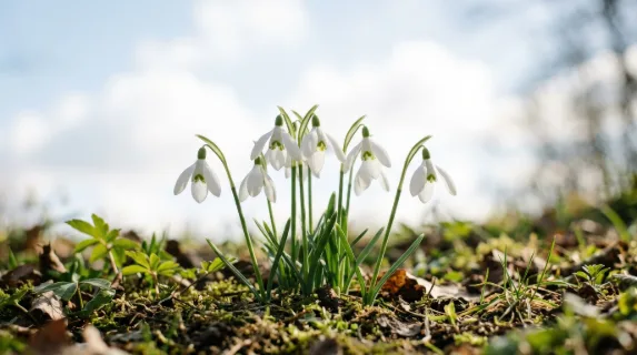 White snowdrops set against a bright sky, clean delicate blossoms with crisp spring light and graceful minimal beauty, ultra-realistic, no logos.