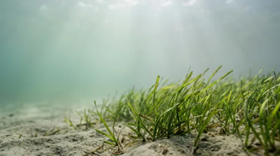 a graphic composition of the tranquil underwater scene, emphasizing the seagrass against a blurred, softly lit background of muted greens and neutrals. generous negative
