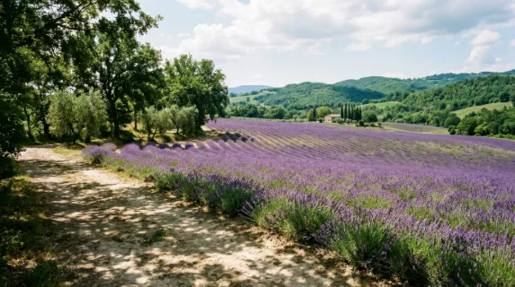 a wide, expansive view of rows of vibrant lavender in full bloom, stretching toward the horizon against a lush green backdrop, intricate patterns of purple and green fill