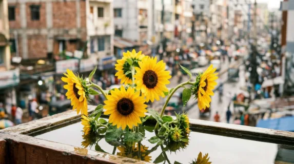 a tight focus shot of vibrant sunflowers bending slightly in the breeze, their bright yellow petals glistening in shallow water. the background features a blurred view of