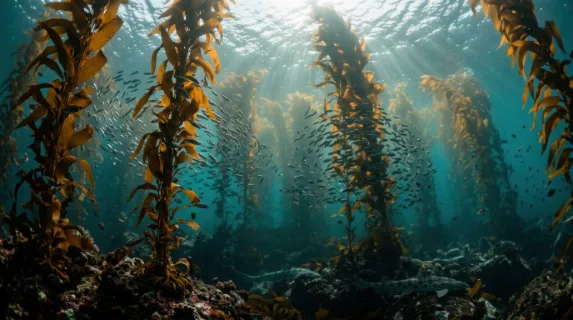 A giant kelp forest with towering amber fronds rising thirty meters from the rocky seafloor toward the shimmering silver surface, shafts of sunlight descending between