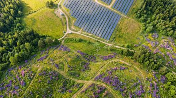 an overhead angle of the vibrant lupine field showing the vivid purple and pink flowers interspersed with patches of grass and wildflowers below. the solar panels in the