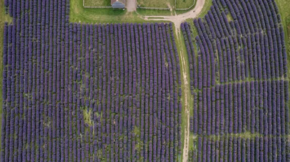 a distinct overhead view of the vibrant lavender flowers clustered tightly together on the family-friendly farm, their rich purple petals contrasting with vibrant green