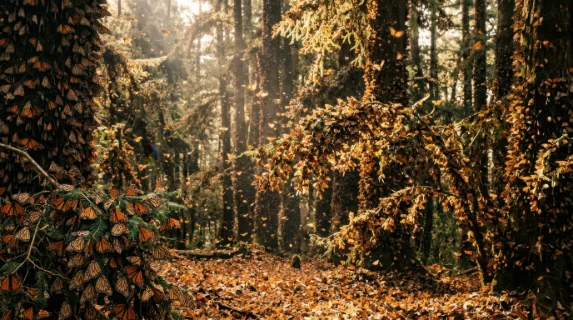 A massive monarch butterfly migration roosting site, millions of orange and black wings covering every branch of a forest of fir trees until bark is entirely invisible,