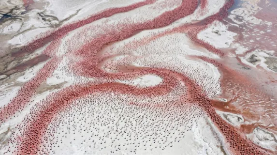 A massive flock of flamingos on a soda lake captured from directly above, the birds arranged in loose flowing streams of pink across a white crystalline surface, their