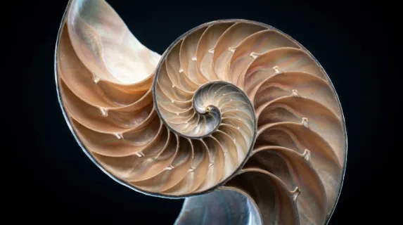 A macro cross-section of a nautilus shell cut perfectly in half, the logarithmic spiral chamber sequence revealed in full, each successive chamber larger than the last