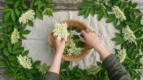an overhead angle shot displaying the hands harvesting elderflowers, with the vibrant green leaves framing the composition. the image conveys a sense of tranquility and