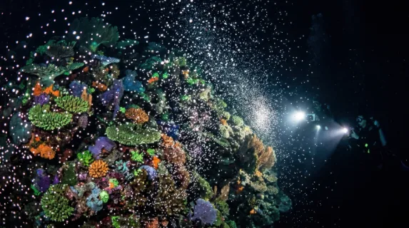 A living reef wall at night during coral spawning, millions of tiny white and pink egg-sperm bundles rising simultaneously from every coral surface like an underwater