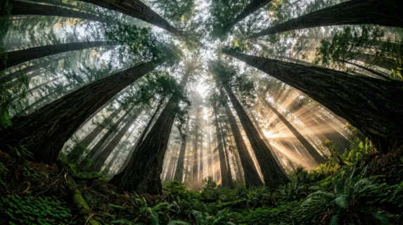 A giant redwood forest floor looking straight up through the canopy, trunks rising like cathedral columns disappearing into a green ceiling far above, shafts of morning