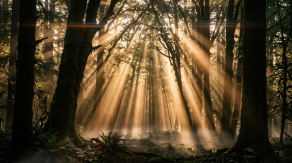 Golden hour sunlight streaming through a dense forest canopy, individual shafts of warm amber light cutting through misty morning air in perfectly defined volumetric