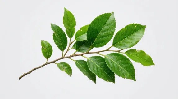 Single leafy branch isolated on a clean transparent-style background, detailed veins and natural imperfections visible, soft shadows giving slight depth, fresh green