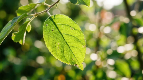 Single green leaf glowing under strong sunlight, intricate vein structure forming natural patterns, slight imperfections adding realism, background softly out of focus