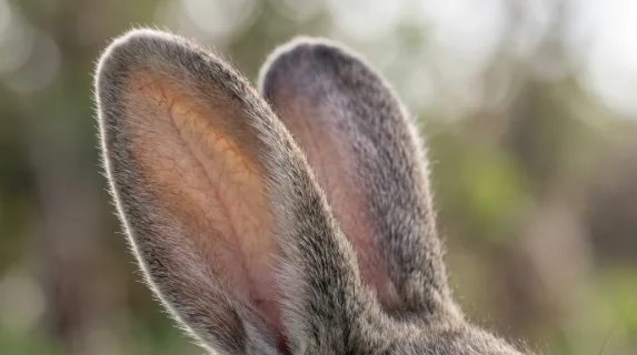 Extreme close-up of rabbit ears with soft fur texture, delicate fine hairs catching the light, subtle pink tones visible through thin skin, background gently blurred to