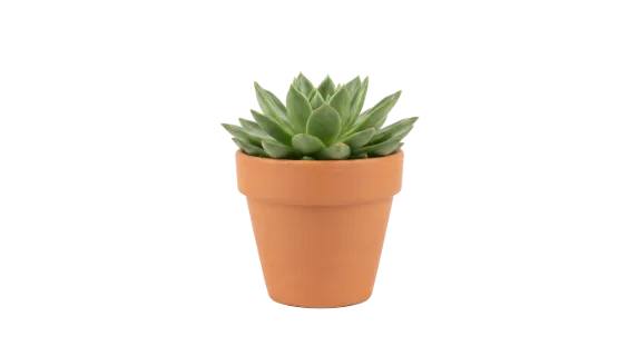 A healthy, vibrant succulent plant with thick green leaves is potted in a classic terracotta container, isolated on a clean white backdrop