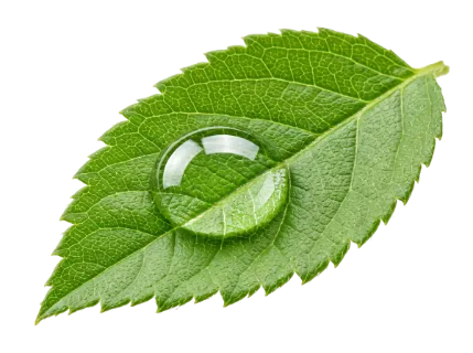 A close-up macro shot captures a clear, spherical water drop on a textured green leaf, highlighting its intricate natural patterns and freshness