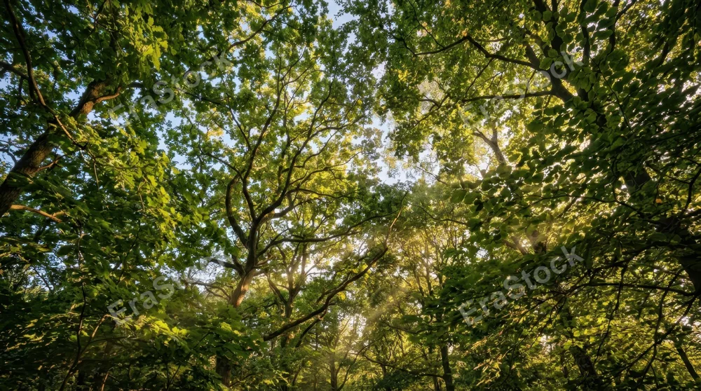 Dense green tree canopy viewed from below, sunlight filtering through layered leaves in dappled patterns, intricate branch networks creating natural geometric shapes,