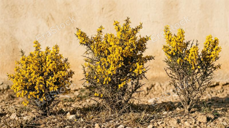 Three scorpion broom shrubs with spiky branching and dense yellow bloom character, isolated clean botanical set with dry Mediterranean energy, ultra-realistic, no logos.