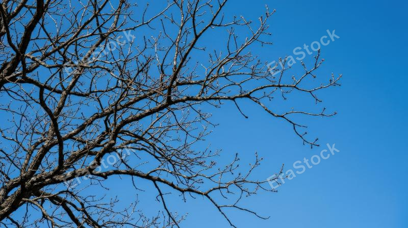 Leafless tree branches stretching across a clear blue sky in early spring, minimal organic lines and tranquil open space, ultra-realistic, no logos.
