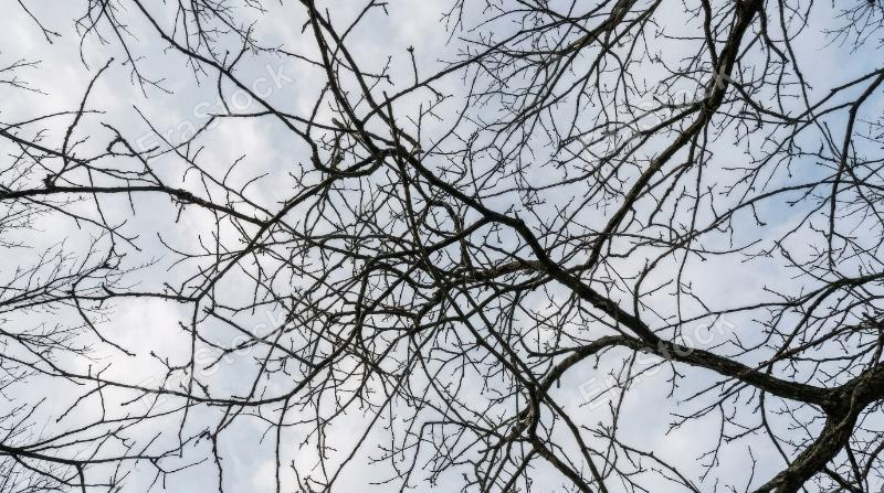 Intertwined leafless branches stretching across the sky, forming an organic network of fine lines with natural abstract rhythm, ultra-realistic, no logos.