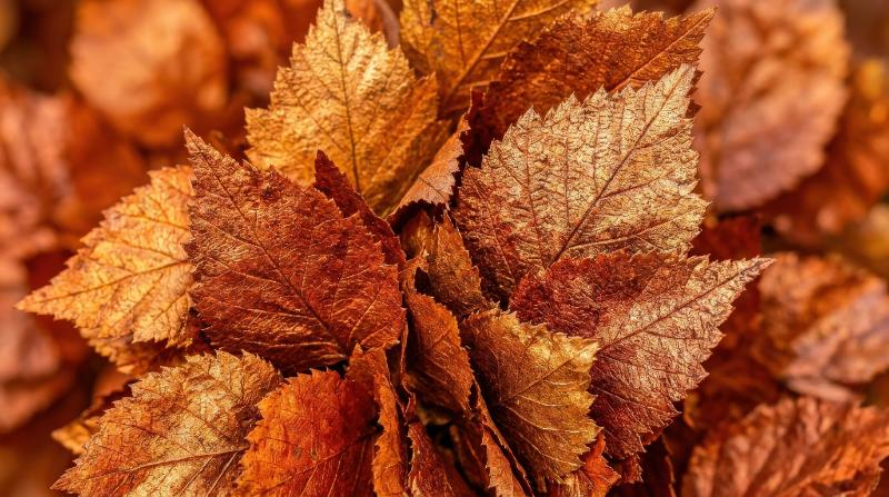 A close-up of orange leaves with pronounced texture, tightly layered foliage creating volume and a metallic shimmering surface, ultra-realistic, no logos.