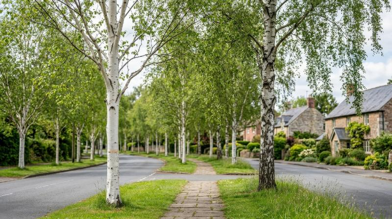 Himalayan birch and silver birch street trees with pale trunks and airy crowns, frontal isolated landscape set with elegant natural contrast, ultra-realistic, no logos.