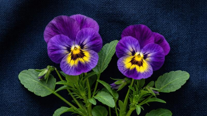 Two blooming purple pansies with yellow centers and green leaves on a deep navy textured background, balanced floral arrangement with rich contrast and quiet elegance, ultra-realistic, no logos.