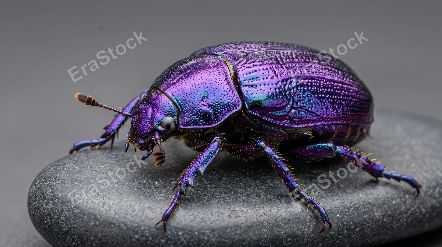 A magnificent metallic purple iridescent beetle in close-up, shimmering shell detail, vivid insect beauty, crisp studio atmosphere, ultra-realistic, no logos.