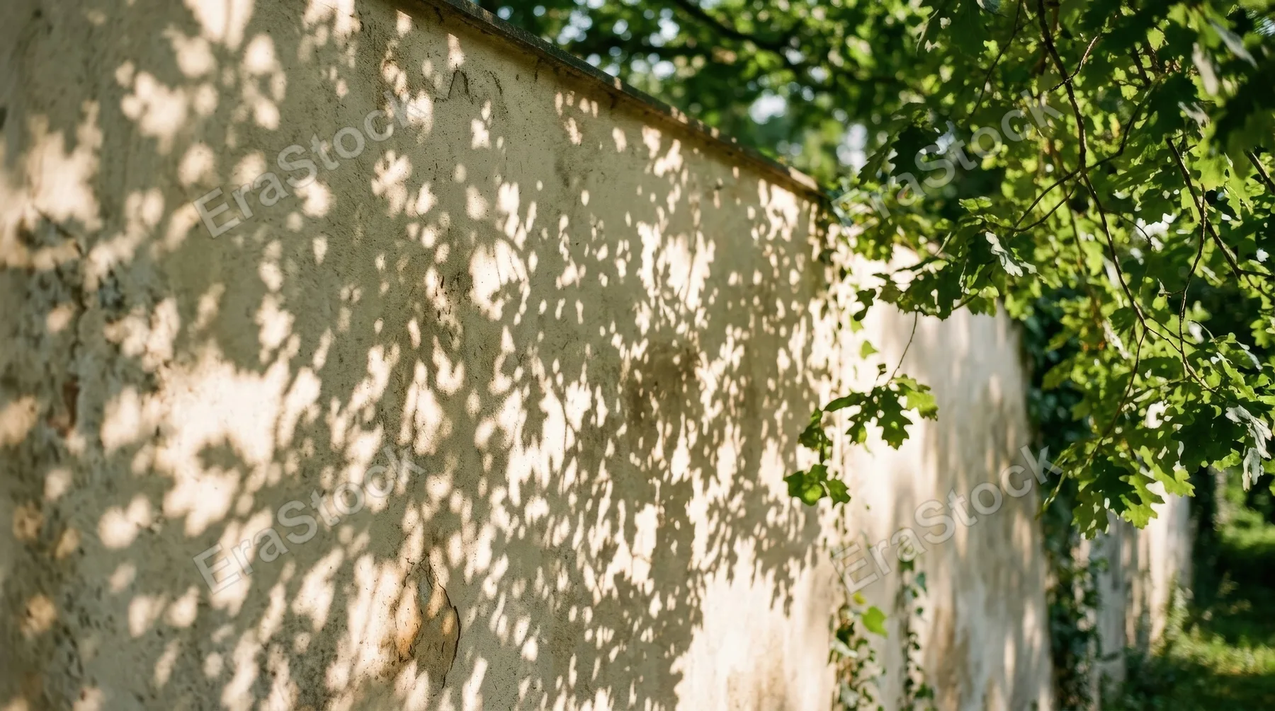 Tree leaf shadows on a wall with soft summer light, delicate dappled patterns and gentle botanical depth, ultra-realistic, no logos.