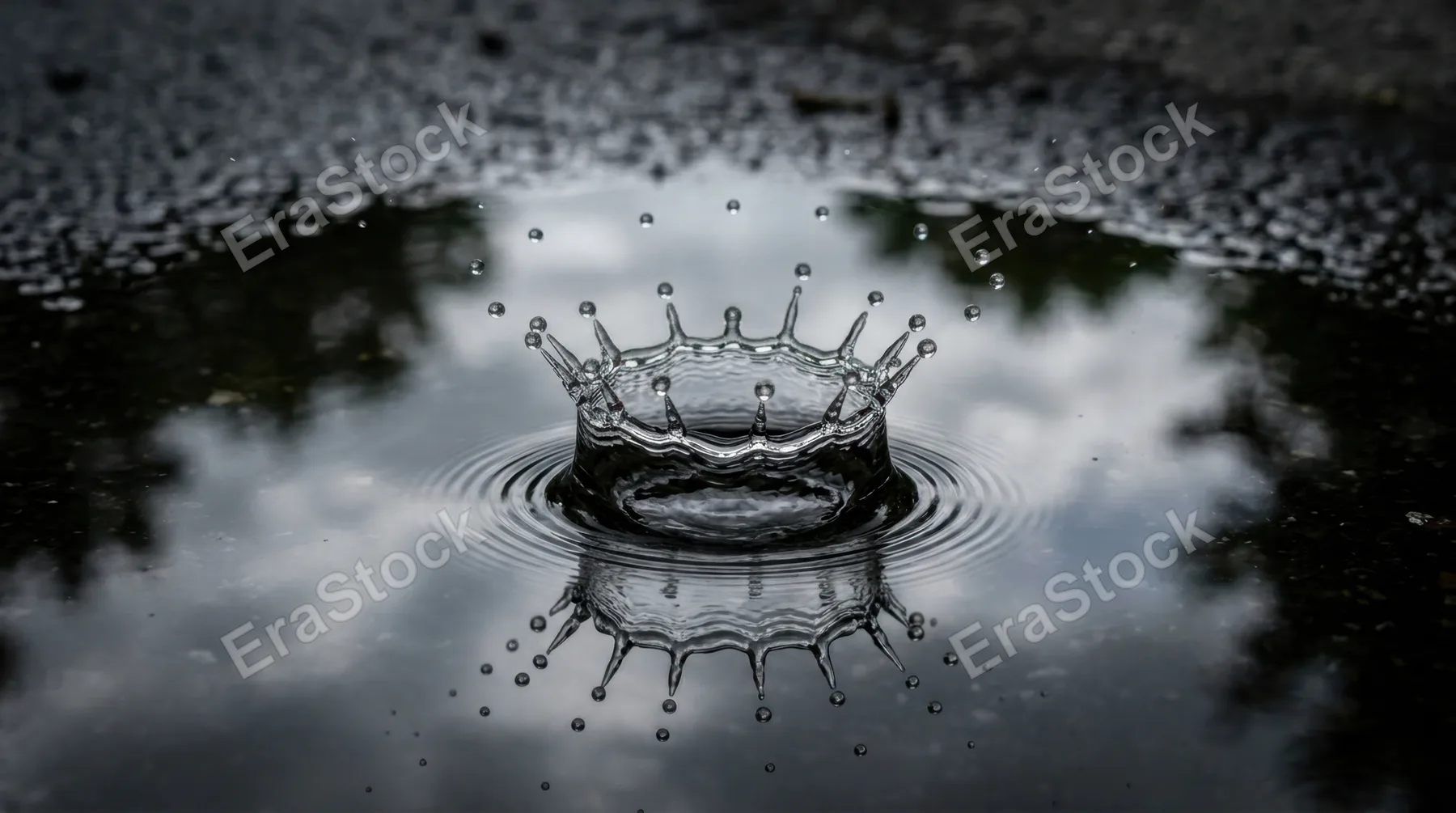 A time-frozen image of a raindrop hitting a still puddle surface, the crown splash at perfect peak symmetry, sixteen individual droplets arcing outward at equal intervals