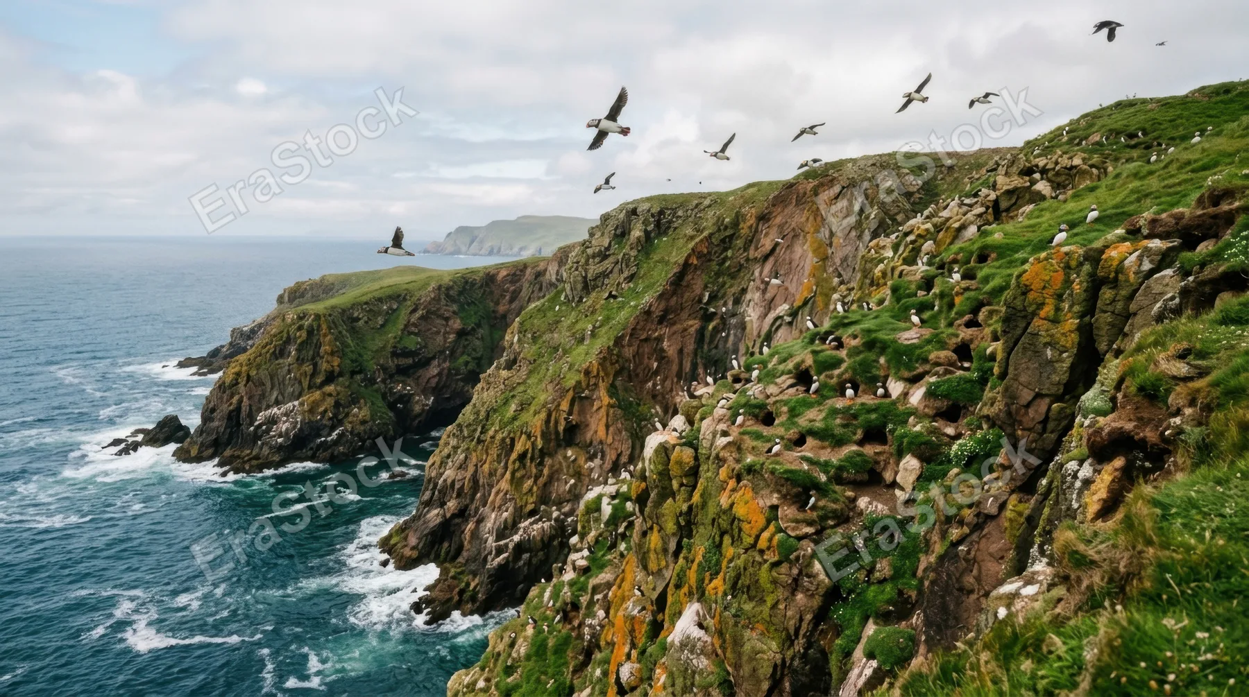 a breathtaking wide shot showcasing puffins soaring gracefully above rugged coastal cliffs, with colorful nesting sites nestled among the rocky terrain. the deep blues