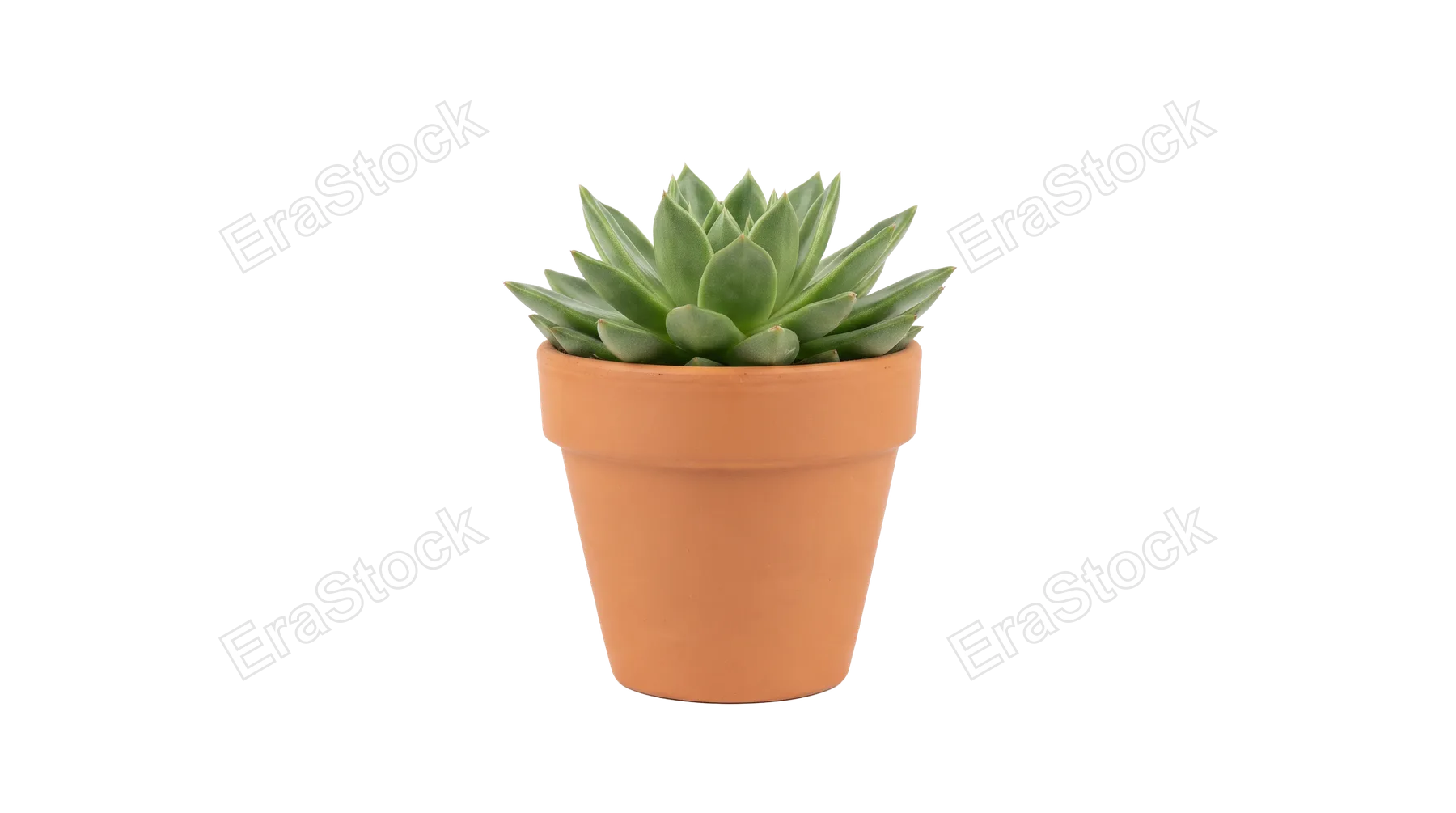 A healthy, vibrant succulent plant with thick green leaves is potted in a classic terracotta container, isolated on a clean white backdrop