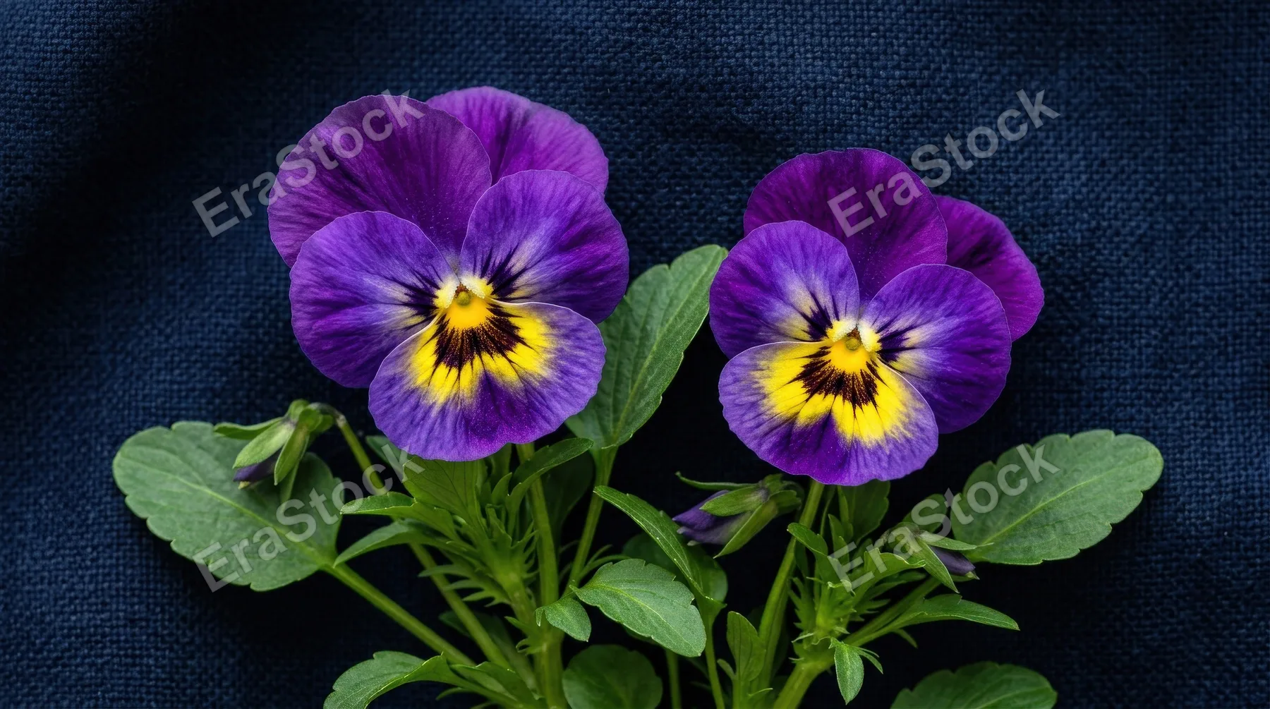 Two blooming purple pansies with yellow centers and green leaves on a deep navy textured background, balanced floral arrangement with rich contrast and quiet elegance, ultra-realistic, no logos.