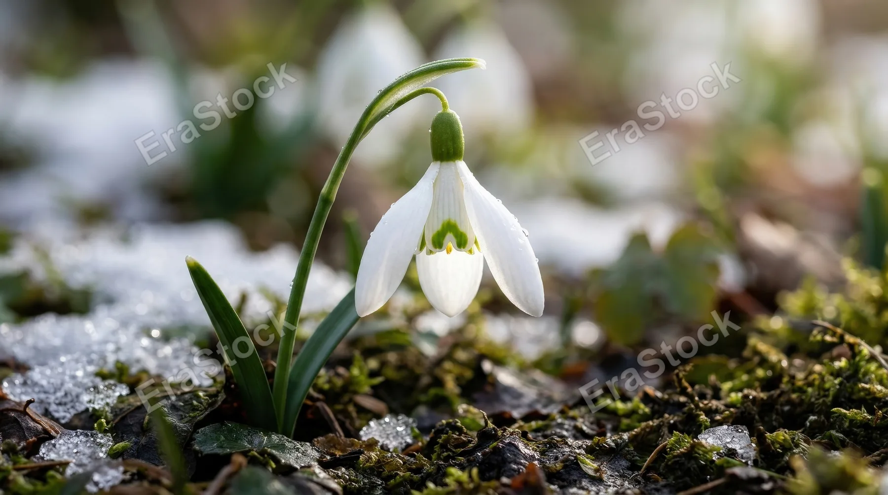A macro view of a white snowdrop flower with green accents glowing in soft sunlight, pure early spring elegance and refined detail, ultra-realistic, no logos.