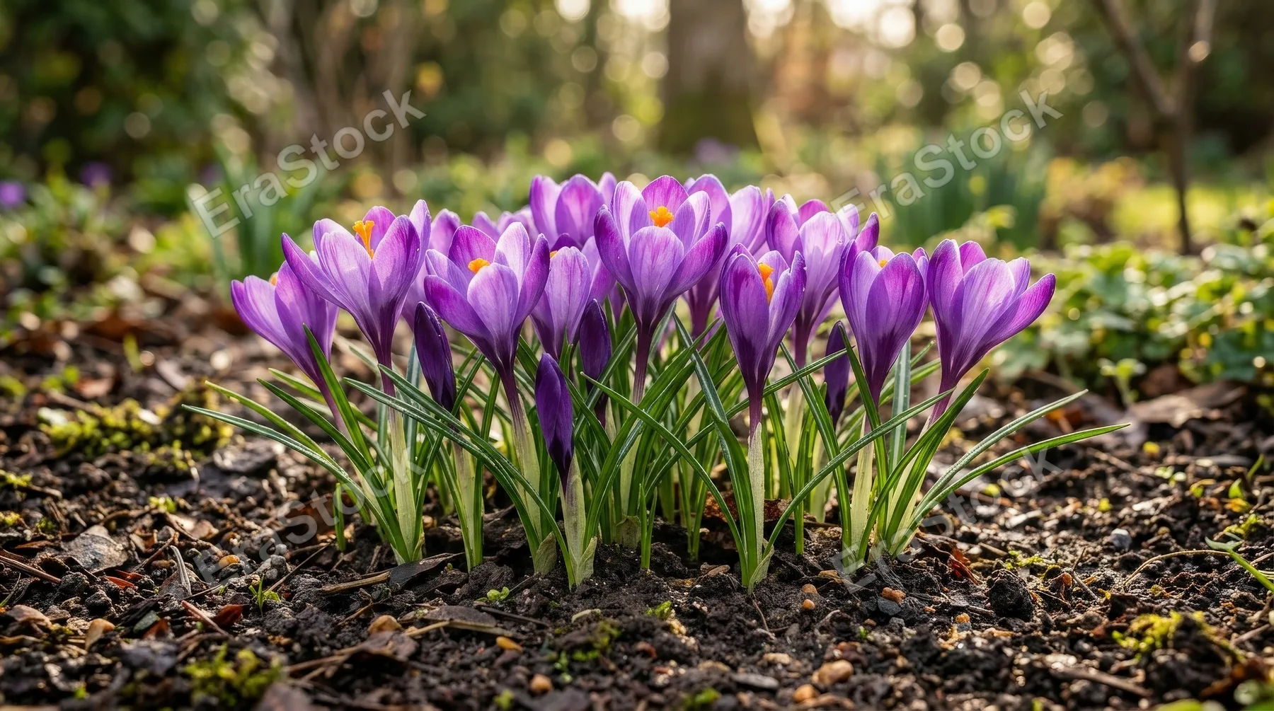 A cluster of purple crocus flowers emerging from brown soil with tender green leaves, warm sunlight and delicate spring freshness, ultra-realistic, no logos.