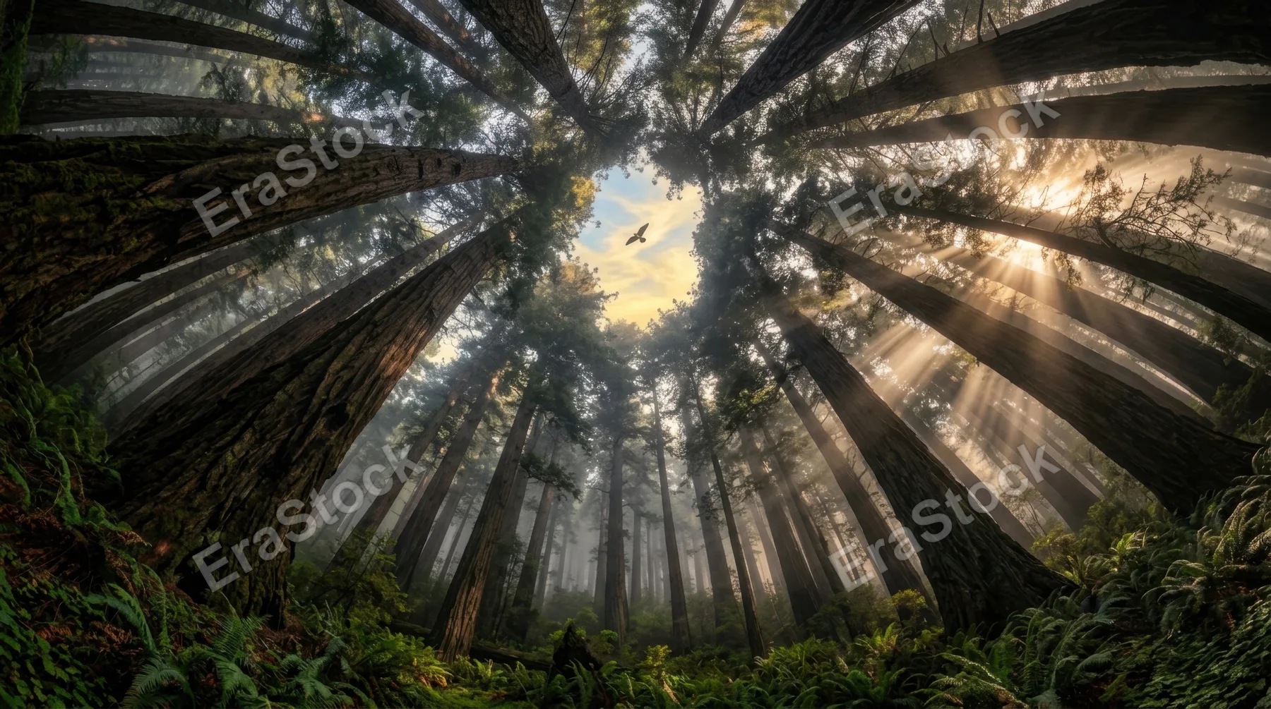 A colossal ancient redwood forest photographed from the forest floor looking straight up, towering trunks converging toward a small circular patch of golden sky far above