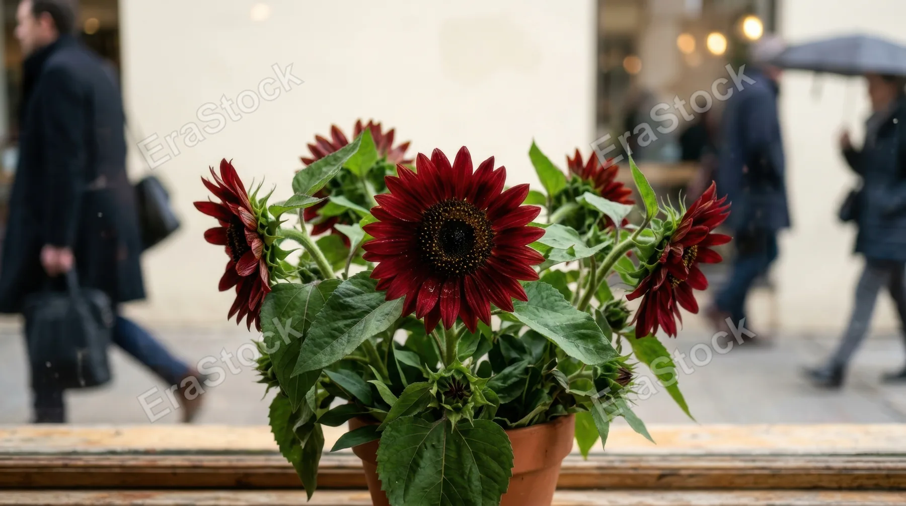 a close-up of a vibrant arrangement of sunflowers, showcasing their deep red petals and lush green leaves, set against a soft cream backdrop. the image is infused with