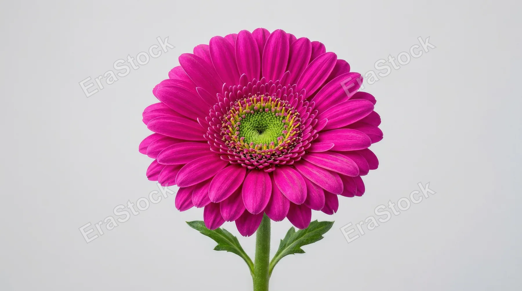 A bright magenta gerbera daisy isolated on a clean background, vivid petals around a green center, fresh botanical elegance and crisp studio light, ultra-realistic, no logos.