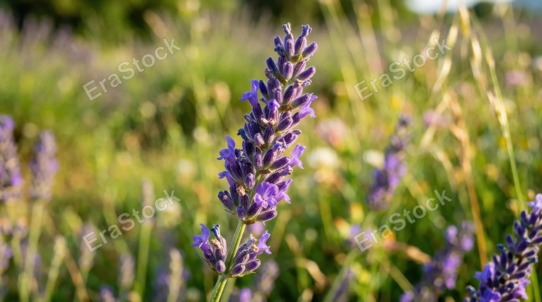 a detailed close-up of a vibrant lavender flower, showcasing its rich texture and color vibrancy, with a shallow depth of field that softly blurs the lush meadow in the