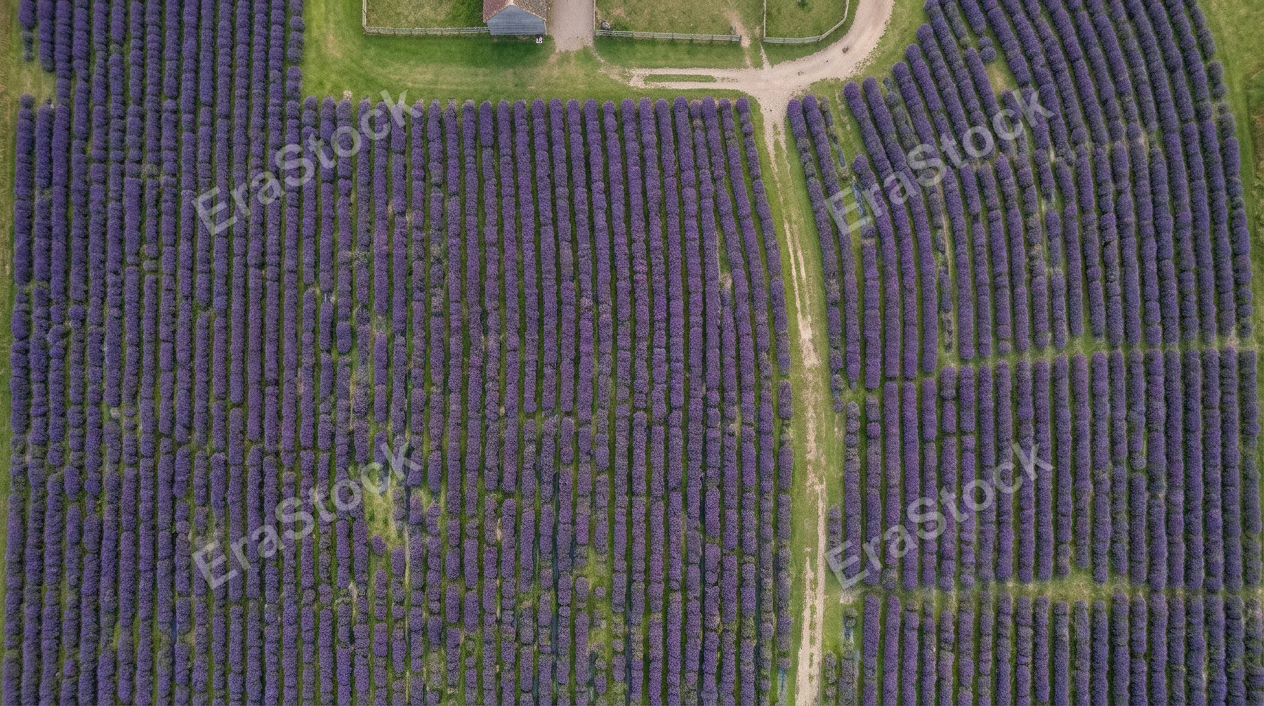 a distinct overhead view of the vibrant lavender flowers clustered tightly together on the family-friendly farm, their rich purple petals contrasting with vibrant green