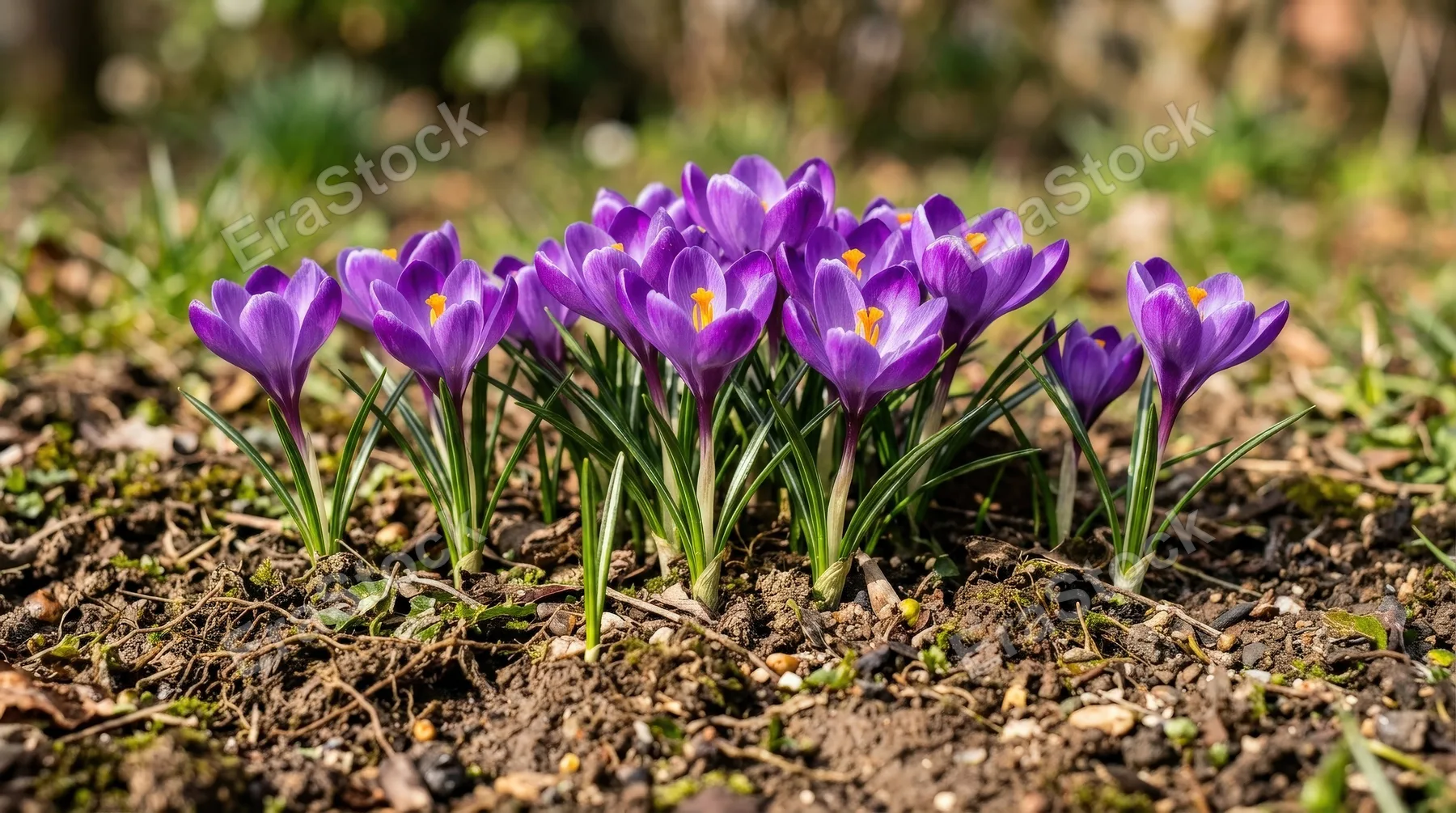 A group of purple crocus flowers rising from textured brown earth with green leaves, sunlit spring mood and earthy detail, ultra-realistic, no logos.