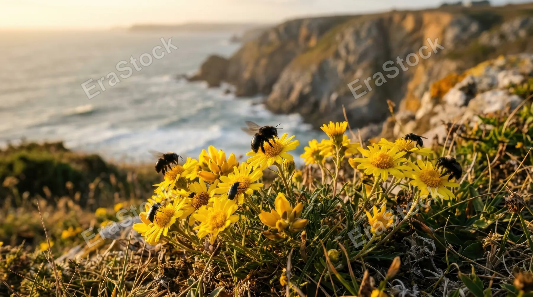 a close-up shot focusing on a cluster of bright yellow wildflowers in the meadow, surrounded by deep black pollinators flitting about. the delicate textures and vivid