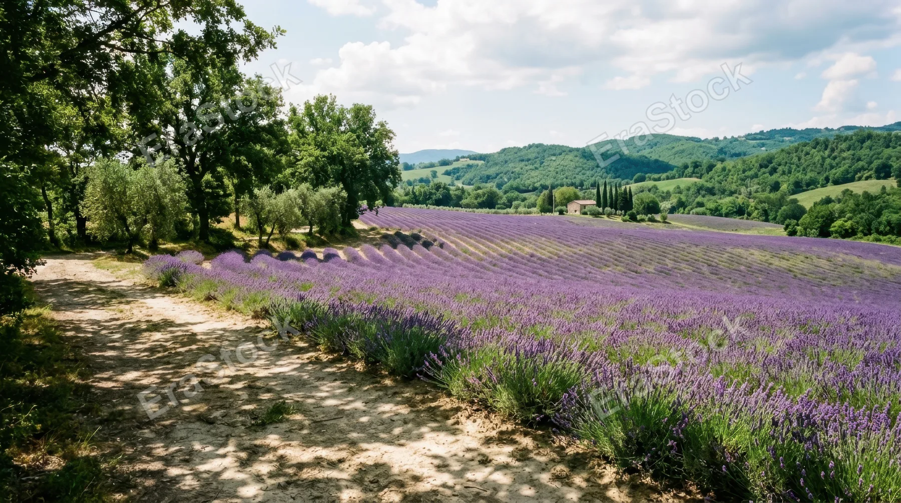 a wide, expansive view of rows of vibrant lavender in full bloom, stretching toward the horizon against a lush green backdrop, intricate patterns of purple and green fill