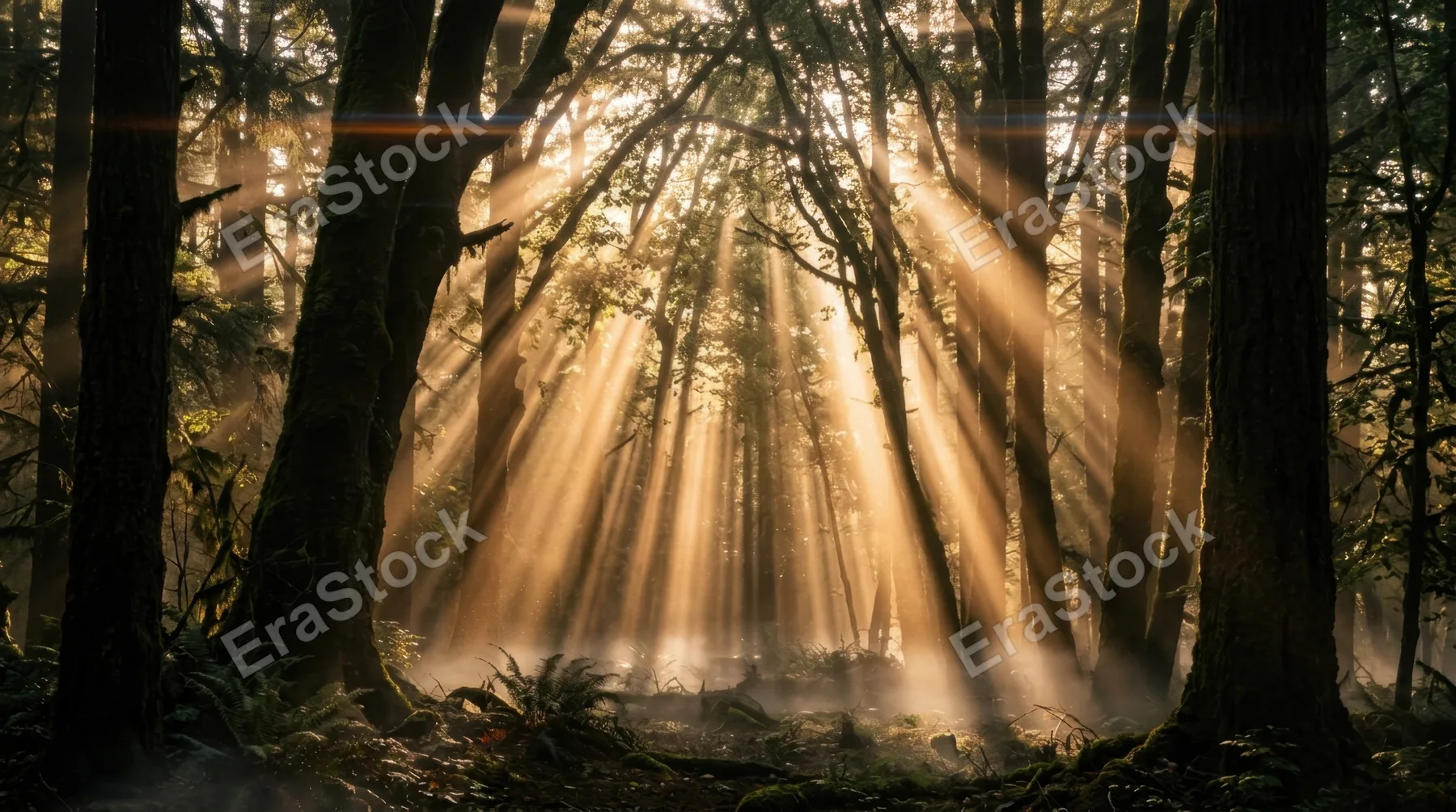 Golden hour sunlight streaming through a dense forest canopy, individual shafts of warm amber light cutting through misty morning air in perfectly defined volumetric